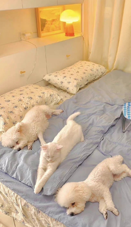 很火热的壁纸高清又很甜 值得一用的高清全壁纸