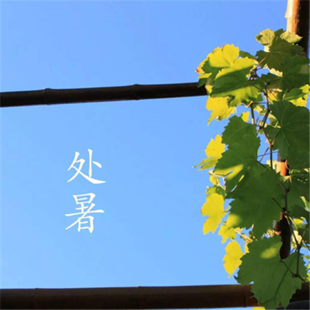 2023处暑节节气的高清配图 处暑已至风里已经有了秋天的味道