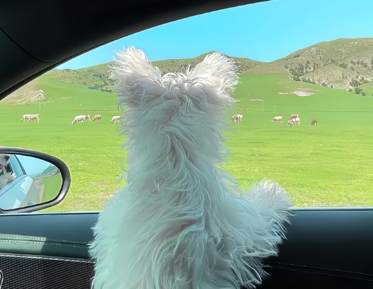 满腹心事欲言又止文案 话到嘴边欲言又止的句子