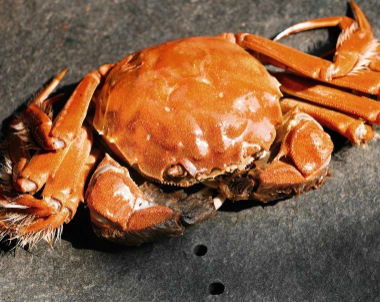 2023又到了吃螃蟹季节的说说 秋季晒吃螃蟹的短句