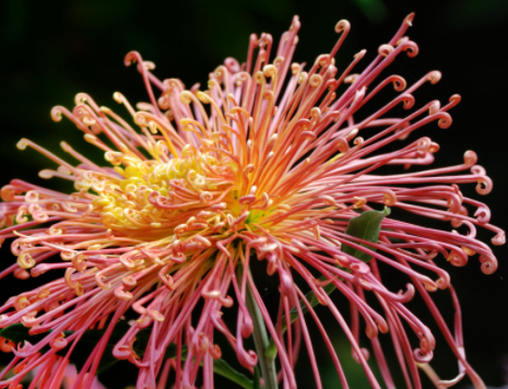 2023秋季赏菊的心情说说 秋天赏菊花说说发朋友圈