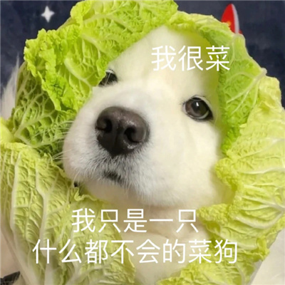 每张都是爆好笑的表情 修勾察觉到了异样