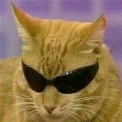 戴墨镜的炫酷猫咪头像超霸气 山有山的错落我有我的平仄