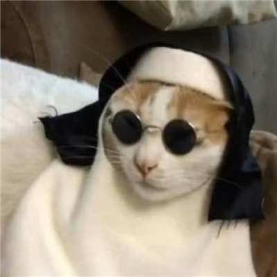 戴墨镜的炫酷猫咪头像超霸气 山有山的错落我有我的平仄