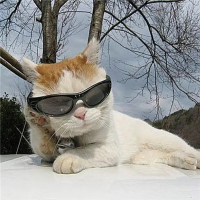 戴墨镜的炫酷猫咪头像超霸气 山有山的错落我有我的平仄