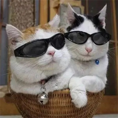 戴墨镜的炫酷猫咪头像超霸气 山有山的错落我有我的平仄