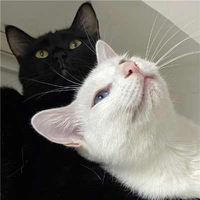 超可爱的猫狗情头很有cp感 猫狗情头2024版合集