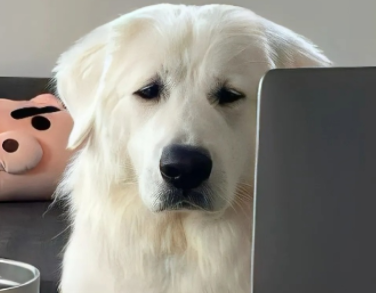 正经严肃的网名大全 成功人士标配昵称