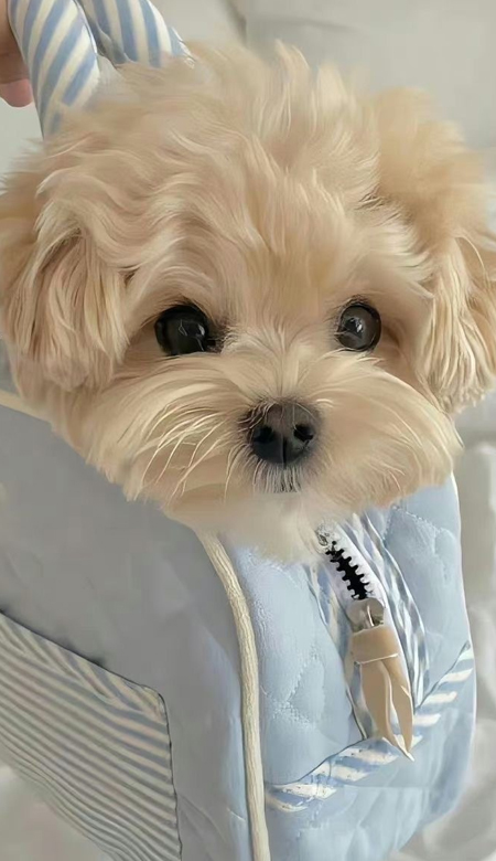 颜值出众的旺柴壁纸高清超养眼 好喜欢这些壁纸呀