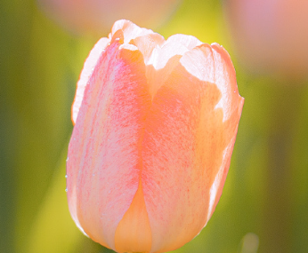 2024春季欣赏郁金香的朋友圈短句 晒郁金香的甜美说说 2024春季欣赏郁金香的朋友圈短句 晒郁金香的甜美说说