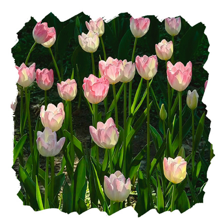 2024舒缓人心清新春季背景图亮眼 春风一吹头发丝都在开心