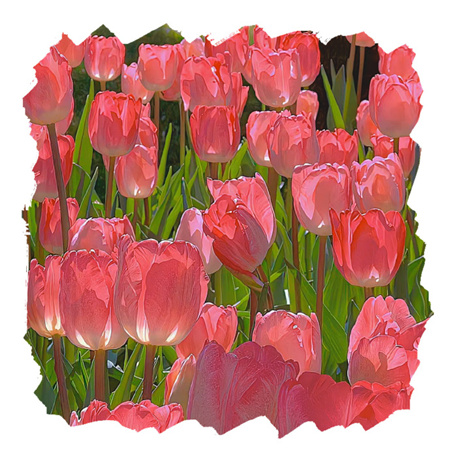 2024舒缓人心清新春季背景图亮眼 春风一吹头发丝都在开心