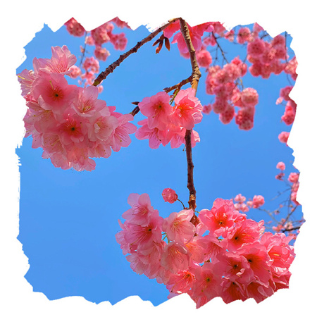 2024舒缓人心清新春季背景图亮眼 春风一吹头发丝都在开心