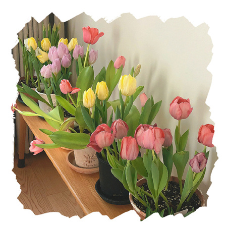 2024舒缓人心清新春季背景图亮眼 春风一吹头发丝都在开心