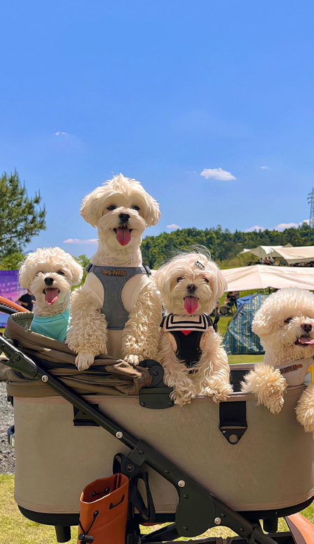 小众壁纸魅力爆棚2024 颜值很出众的爆美皮肤