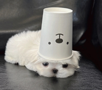 戏精朋友圈花式夸单身文案 炫耀自己单身的搞笑语录 戏精朋友圈花式夸单身文案 炫耀自己单身的搞笑语录