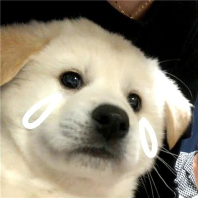 流泪小狗头像可爱合集 幸福秘诀吃饱然后躺下