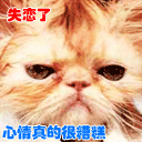 经典常用微信表情1)