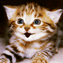 加菲猫搞笑微信表情